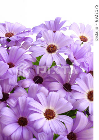 サイネリア サイネリア 6922175