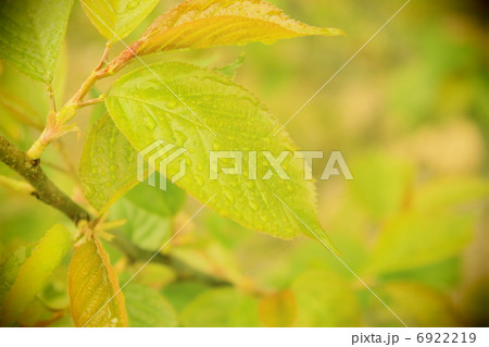 新緑 新緑 6922219