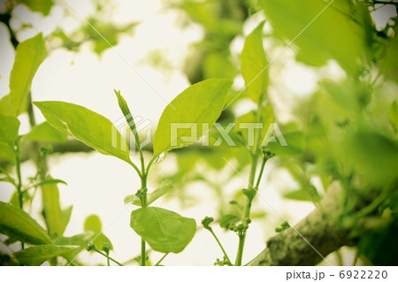 新緑 6922220