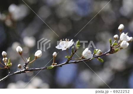 スモモの花 スモモの花 6922252