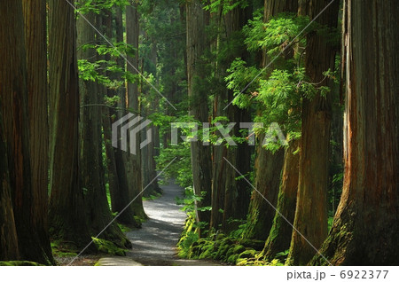戸隠神社参道 6922377