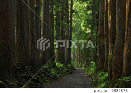 戸隠神社参道 6922378