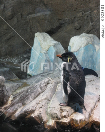 イワトビペンギン イワトビペンギン 6922381