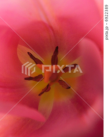 チューりップ チューりップ 6922389