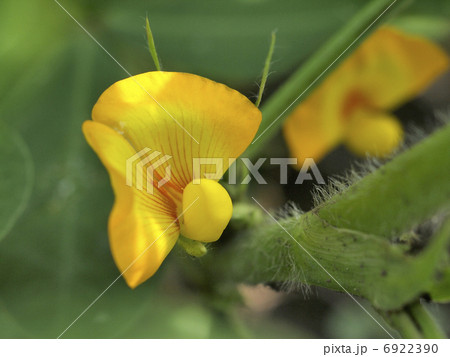 ピーナッツの花 6922390