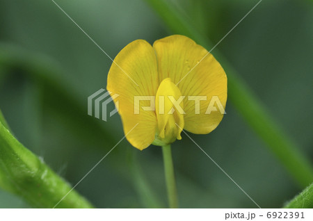 ピーナッツの花 6922391