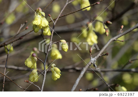 トサミズキ（土佐水木） 6922397