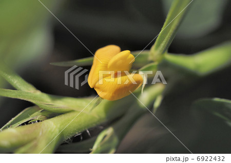ピーナッツの花 6922432