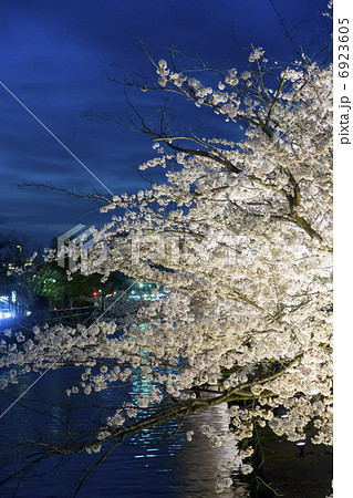 岡崎疎水の夜桜 岡崎疎水の夜桜 6923605