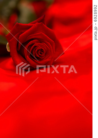 Red rose resting on red silk 6928992