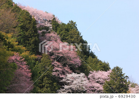 飯沼石段桜 飯沼石段桜 6929430