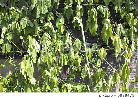 しおれたアサガオの葉の写真素材