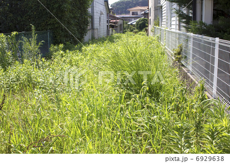雑草の生えた空き地 6929638