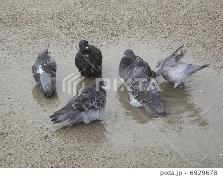 水溜まりで水浴びをするハト 6929678