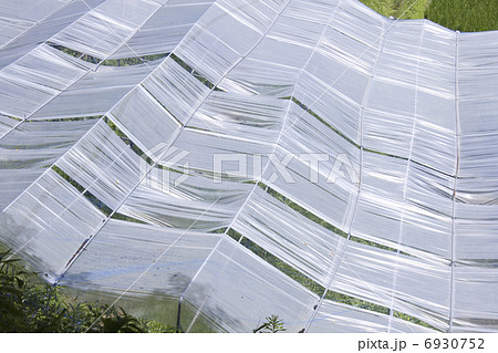 ぶどう栽培農園 ぶどう栽培農園 6930752