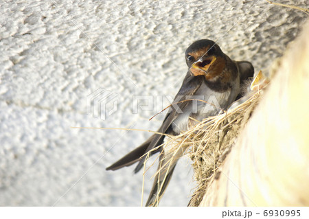 軒下のツバメの巣とツバメ 6930995
