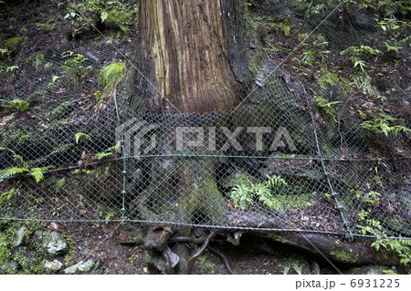 箕面国定公園の古木の大きい根 箕面国定公園の古木の大きい根 6931225