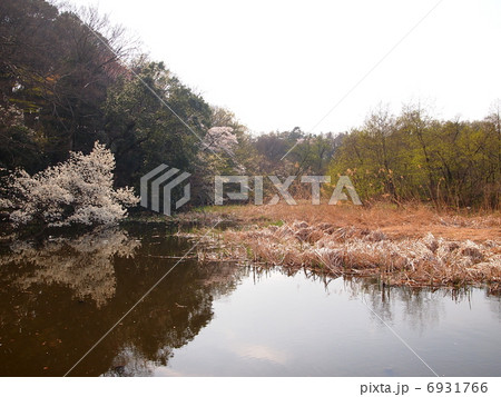 天然記念物　東京　三宝寺池沼沢植物群落 6931766