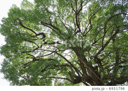 平野神社の御神木 6931796