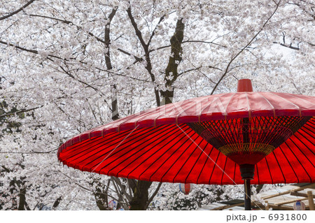平野神社の桜茶屋 平野神社の桜茶屋 6931800