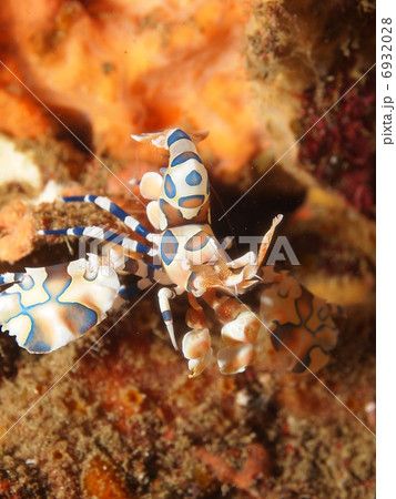 フリソデエビ 6932028