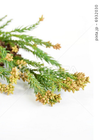 杉の花 6932030