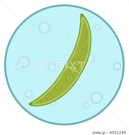 ミカヅキモ 6932299