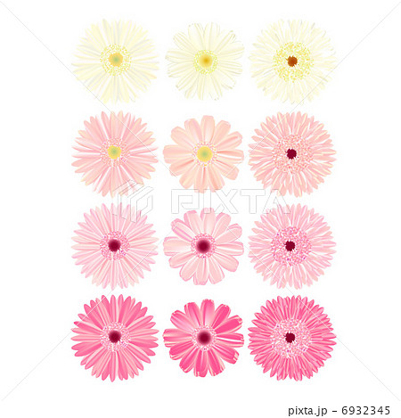 ガーベラの花 ピンクのイラスト素材 6932345 Pixta