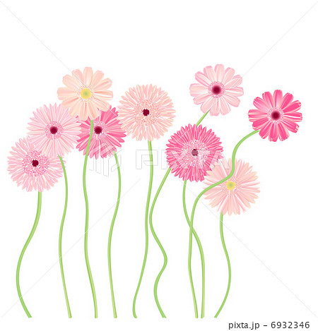 ガーベラの花 ピンクのイラスト素材 6932346 Pixta