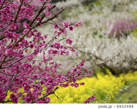七折梅と菜の花09 6932498