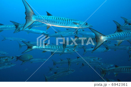ブラックフィンバラクーダ ブラックフィンバラクーダ 6942361