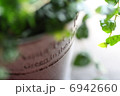 観葉植物 6942660