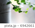 観葉植物 6942661