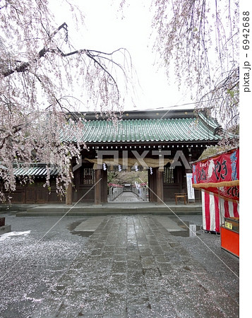 三嶋大社 参道 三嶋大社 参道 6942688