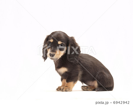 お座りするミニチュアダックス 6942942