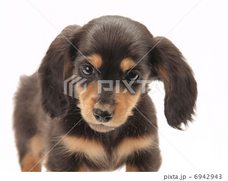 カメラを見るミニチュアダックス 6942943