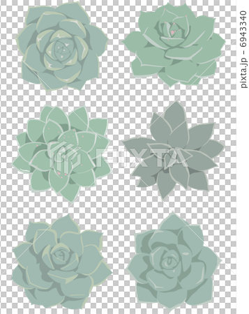 多汁植物 多汁植物 6943340