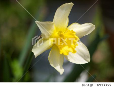 ラッパスイセン 6943355