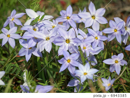 イフェイオン イフェイオン 6943385