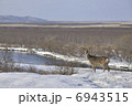 釧路湿原　釧路川とエゾシカ 6943515