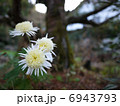 白い花 6943793