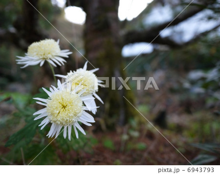 白い花 白い花 6943793