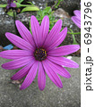紫の花 6943796