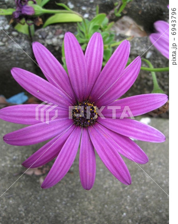 紫の花 6943796