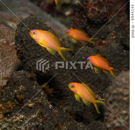 キンギョハナダイ 6944149