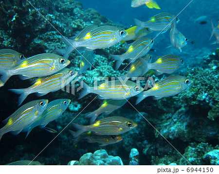 ノコギリダイ　群れ 6944150