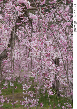 枝垂れ桜 枝垂れ桜 6944271