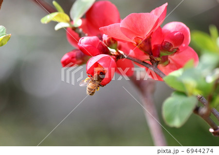 ボケの花とミツバチ ボケの花とミツバチ 6944274