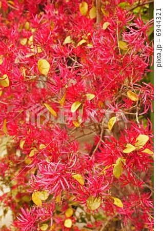 マンサクの花 6944321