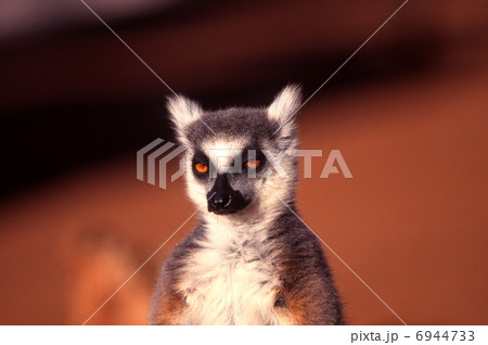 日光浴するワオキツネザル 日光浴するワオキツネザル 6944733